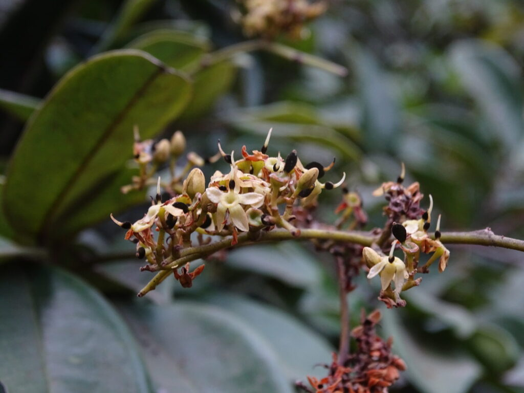 Composition nutritionnelle du Solom Bourgeon de Solom